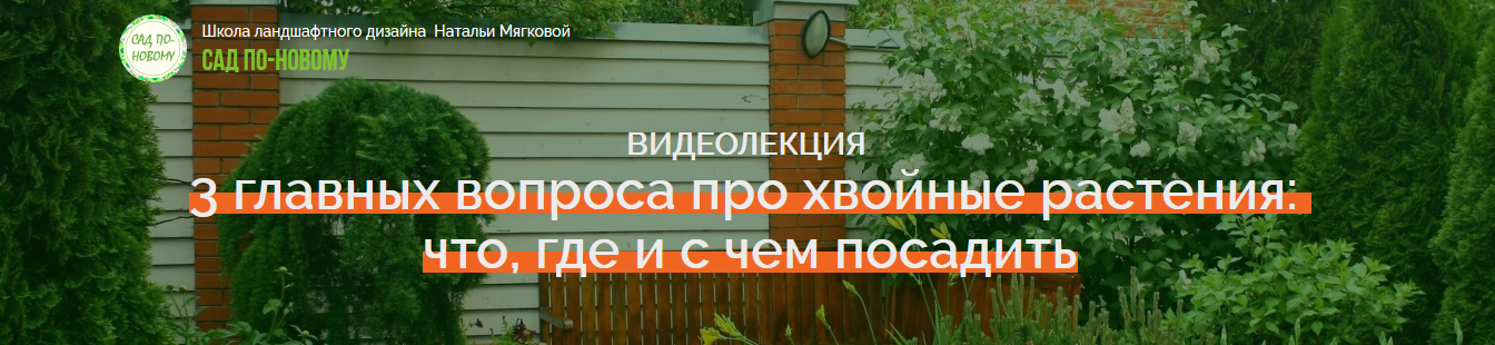 [Наталья_Мягкова]_3_главных_вопроса_про_хвойные_растения.png